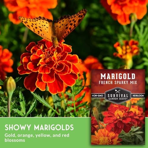 French Sparky Marigold Seeds for Planting – Grow Red & Orange Patula Flowers 2