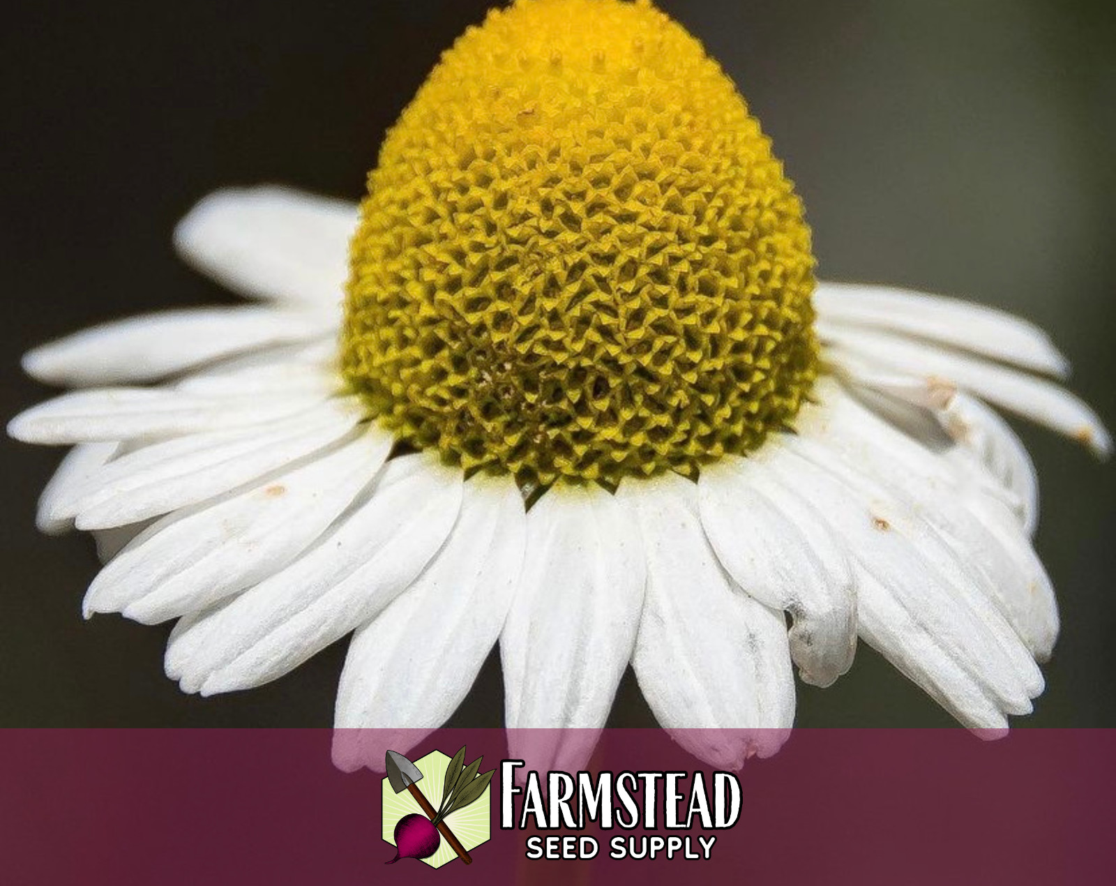19,400+ Chamomile Seeds [German] Heirloom, Flower & Herb Pollinator Gardening