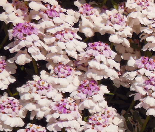CANDYTUFT GIBRALTAR PERENNIAL Iberis Gibraltarica – 500 Bulk Seeds