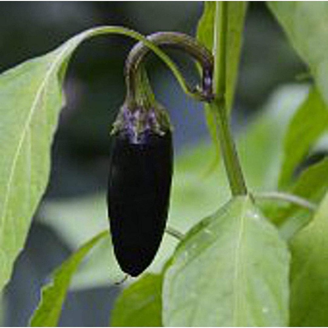 Serrano Hot Peppers (Purple) Seeds (25 Seed Packet) (More Heirloom, Organic, Non