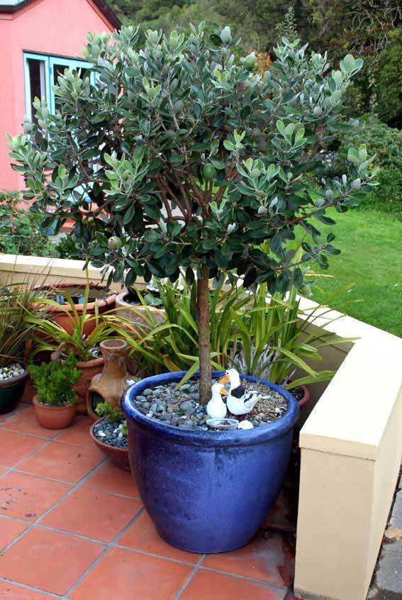 Pineapple Guava, Feijoa sellowiana, Tree Seeds (Edible, Showy Evergreen)
