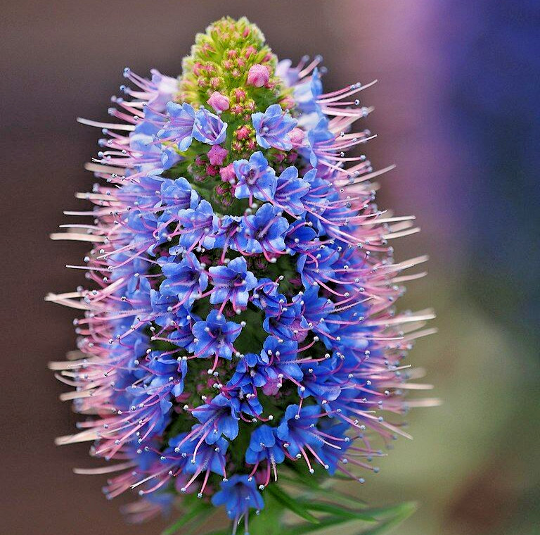 1000 BLUE PRIDE of MADEIRA Seeds (Echium candicans) Bulk Perennial Flower Plant