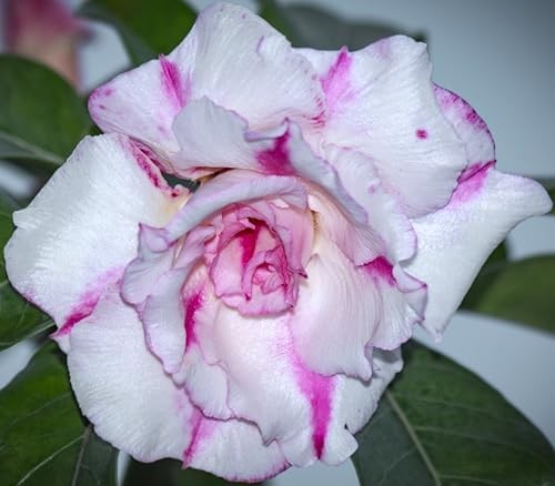 20 Desert Rose Seeds, Mixed Colors, Adenium obesum, Non-GMO Heirloom | Exotic fl