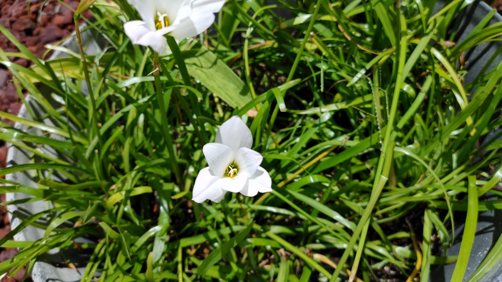 Rain Lily, Zephyranthes Pink, White, Yellow, Bulb or seed to chose from.