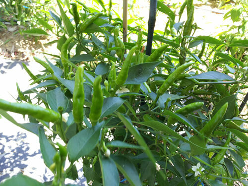 Extreme Hot Green Indian Chili – 20 Seeds – Australian Grown Seeds