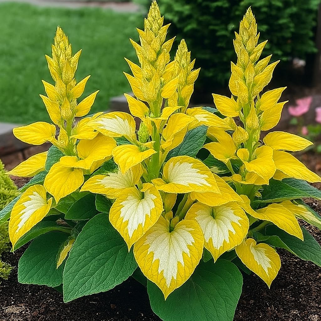 100+ Hosta Seeds for Planting Outdoors, Mixed Color Rare Flower Seeds, Shade …