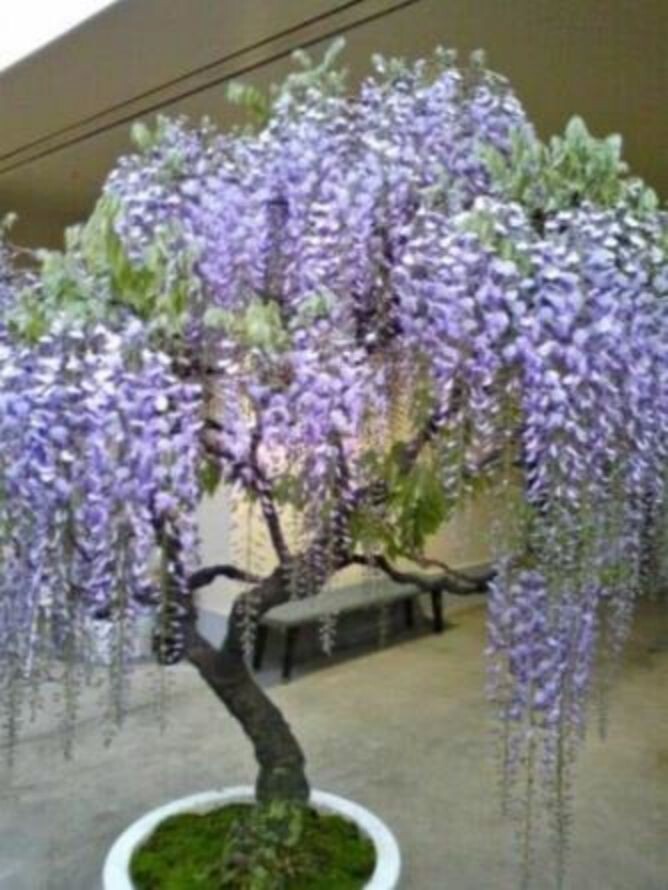 10pcs Purple Wisteria Flower Seeds Perennial Climbing Plants Bonsai Home.(#2104)