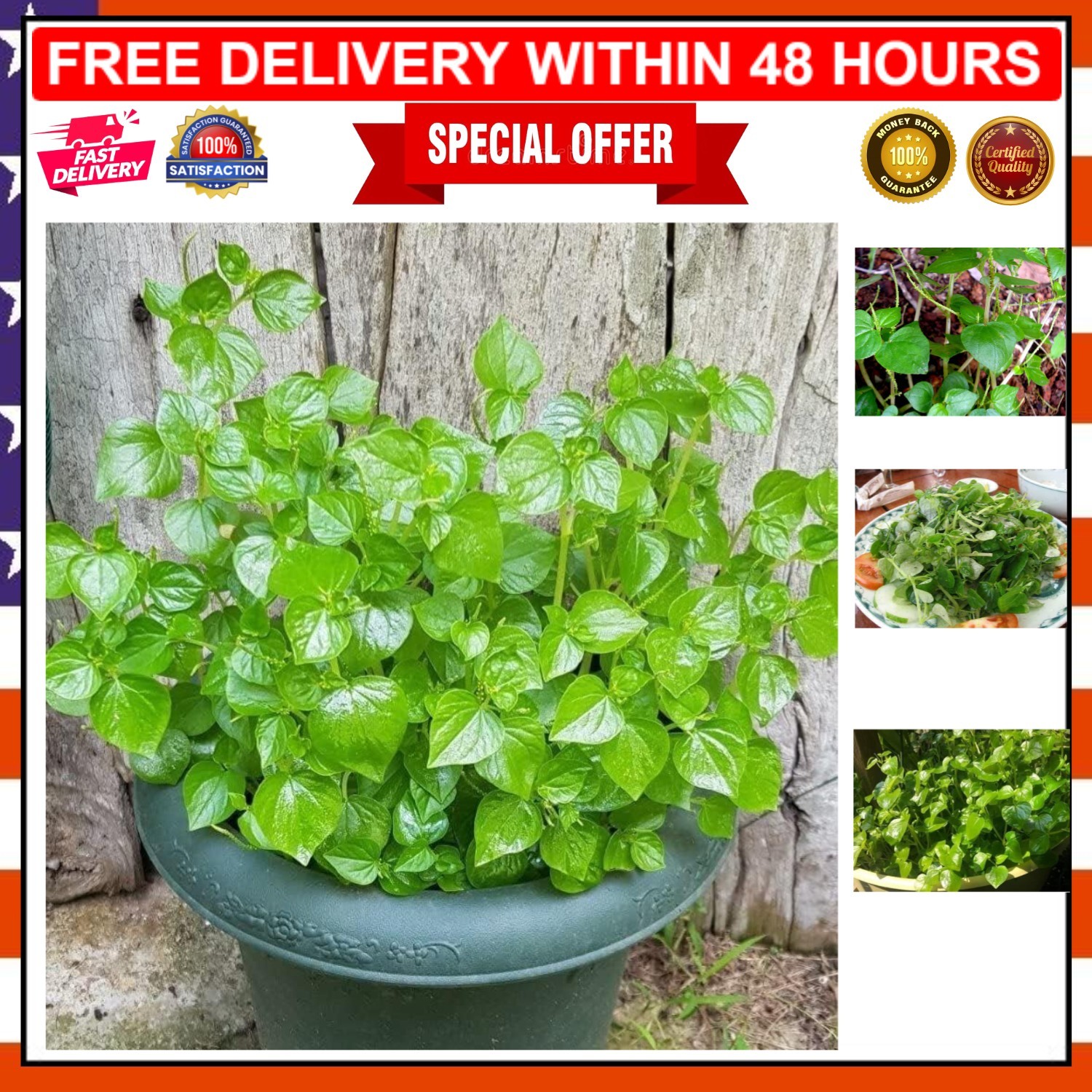 5000 Organic Crab Claw Seeds – Heirloom Peperomia Pellucida for Vibrant Gardens