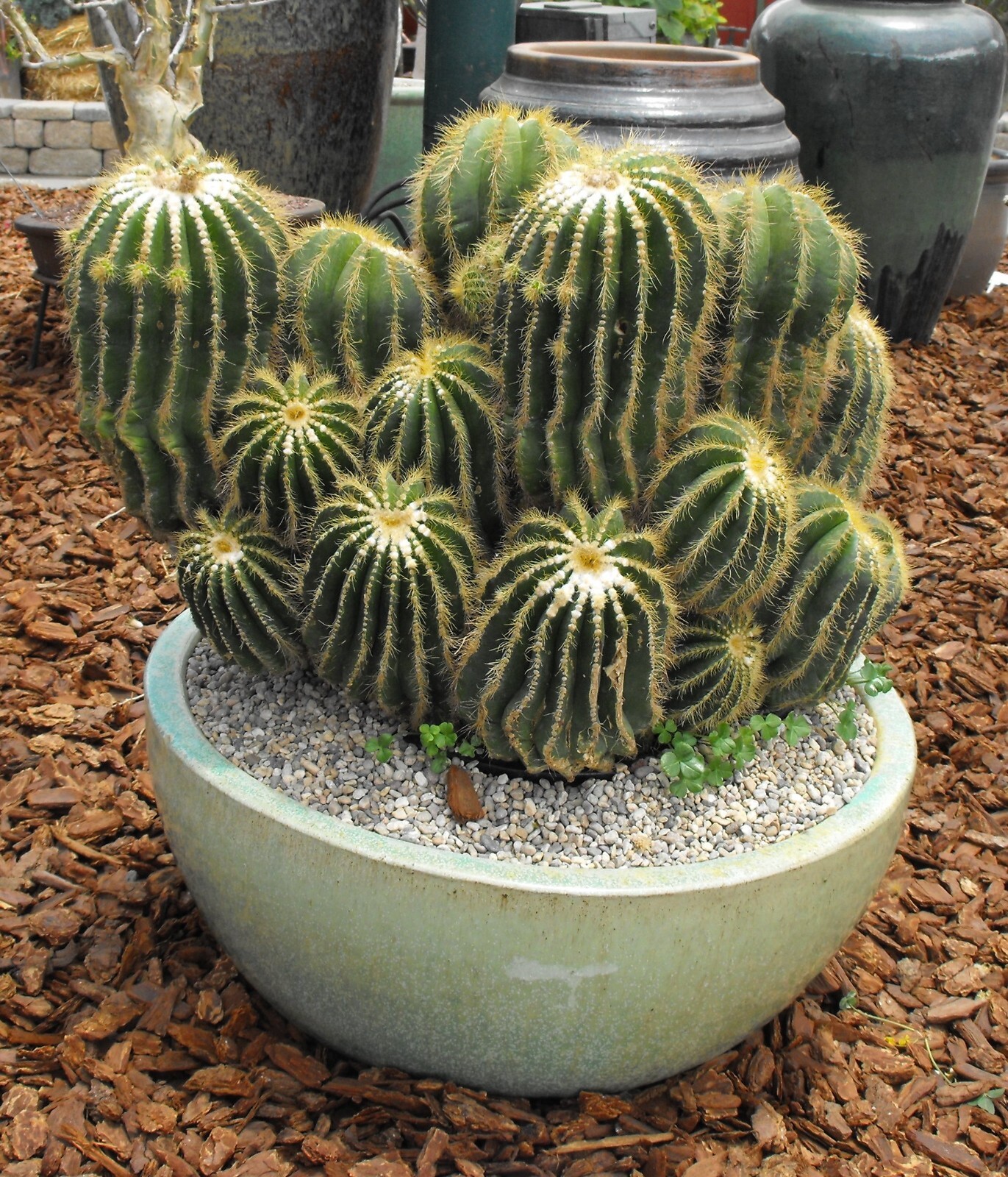 Parodia warasii 25 Seeds
