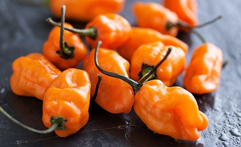 25 Fresh Hot Orange Habanero Premium Pepper Seeds-B 20