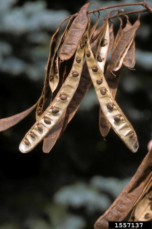 10 Black Locust, Robinia Pseudoacacia, Tree Seeds (Fast, Hardy, Fragrant)
