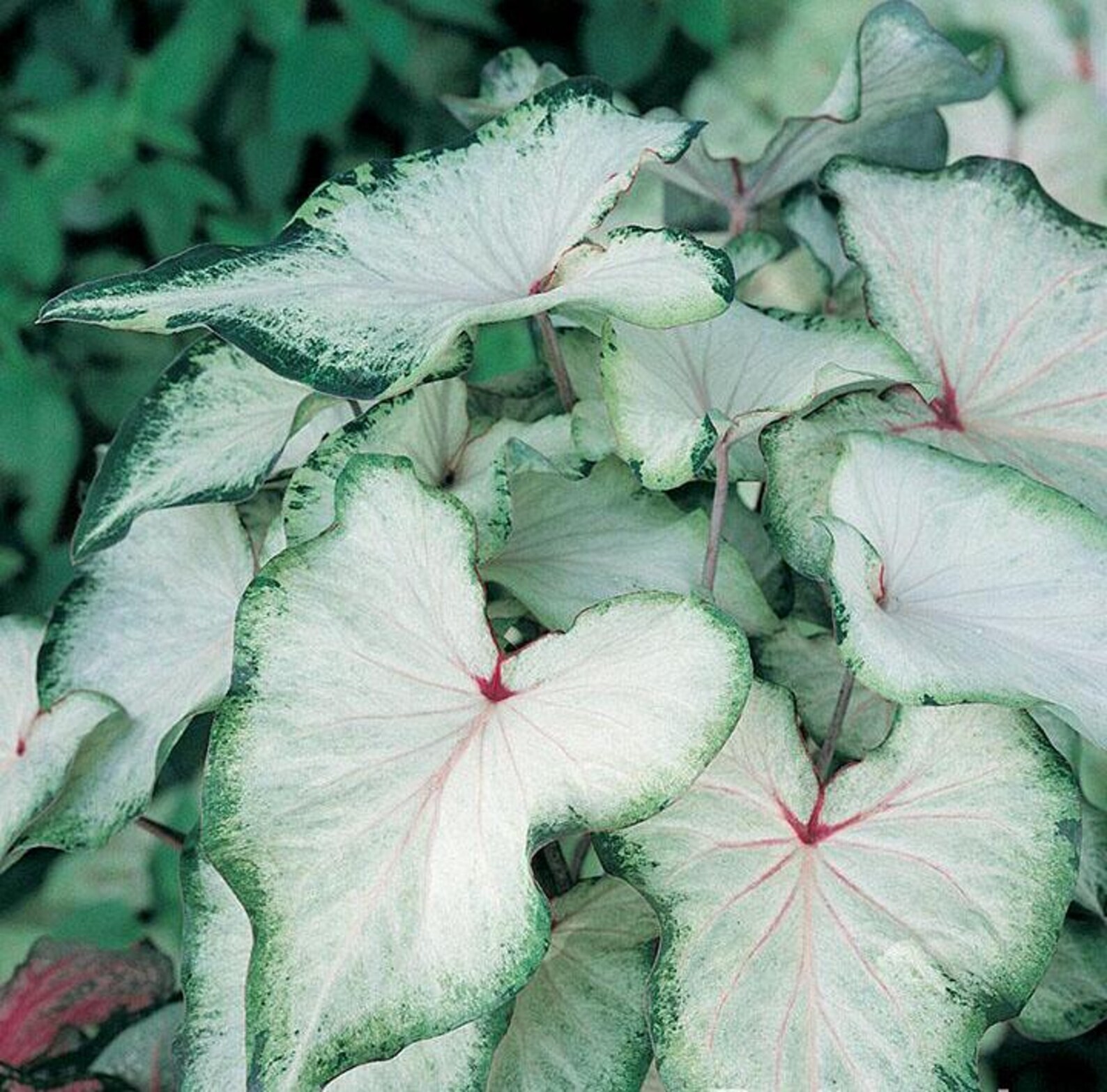 Caladium ‘White Wing’ Size#2(2 bulbs) (You get 2 bulbs)