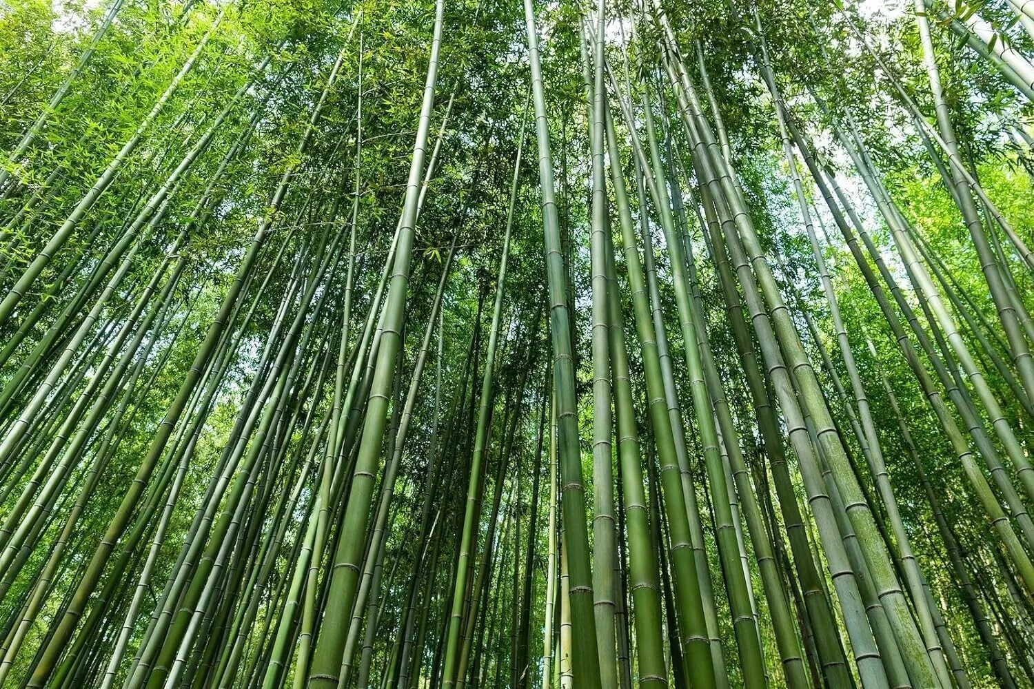 Giant Green Bamboo Seeds for Planting – 100+ Bamboo Seeds Fast Growing