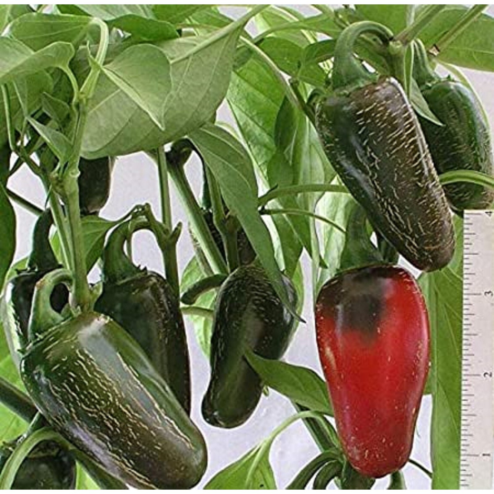 Jalapeno Pepper 25 Seeds Green to Red Tasty Great for Cooking Prolific Growth