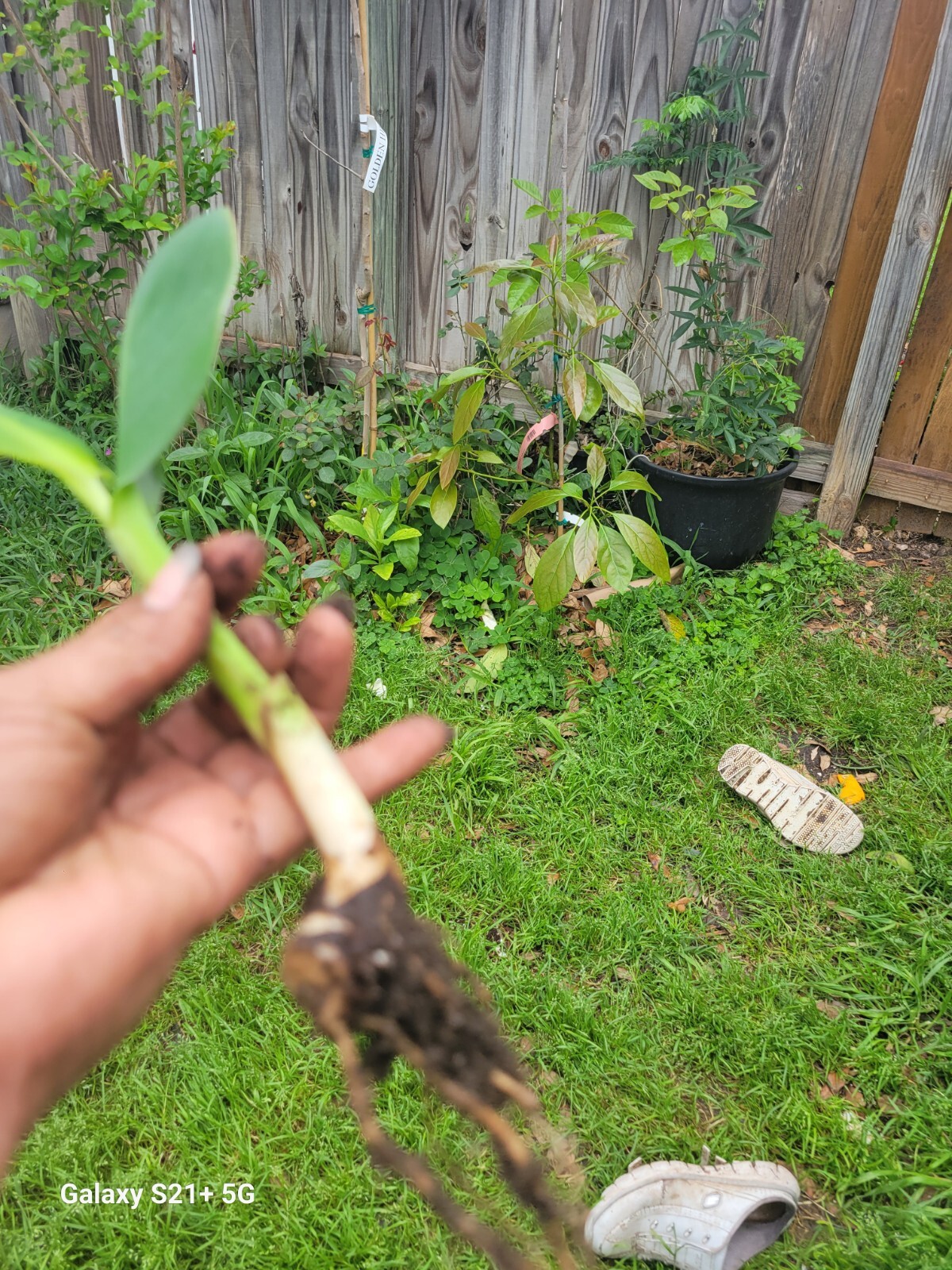 1 Red Canna Plant Red Flowers Tall Plan Of ( Leaf Lily Rhizomes
