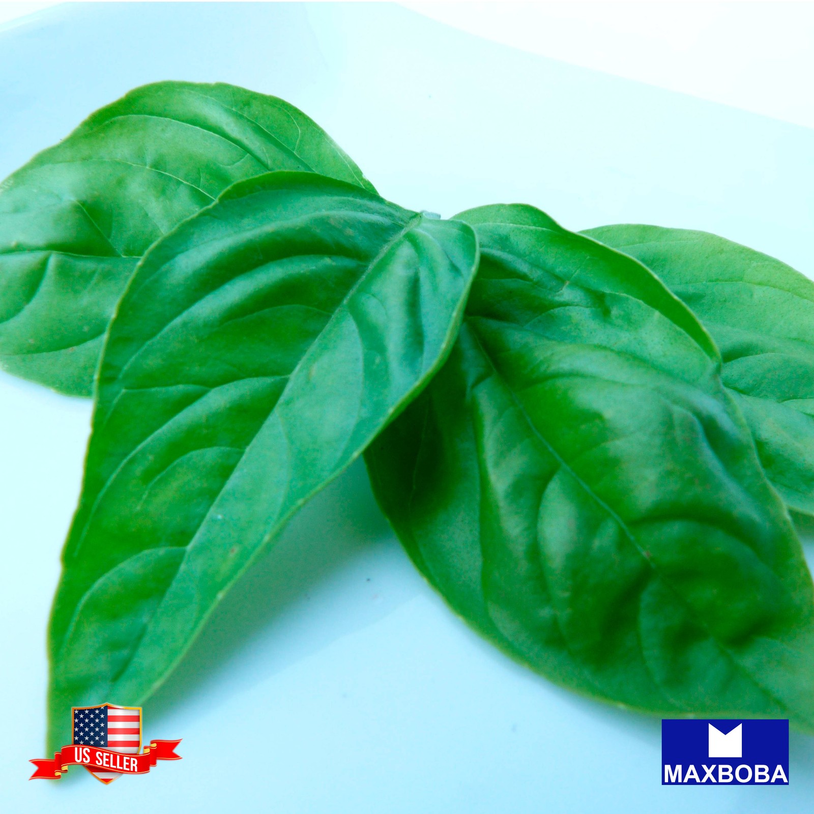 50 New Zealand Spinach Seeds Non-GMO Vegetable Garden BTGO 75% OFF