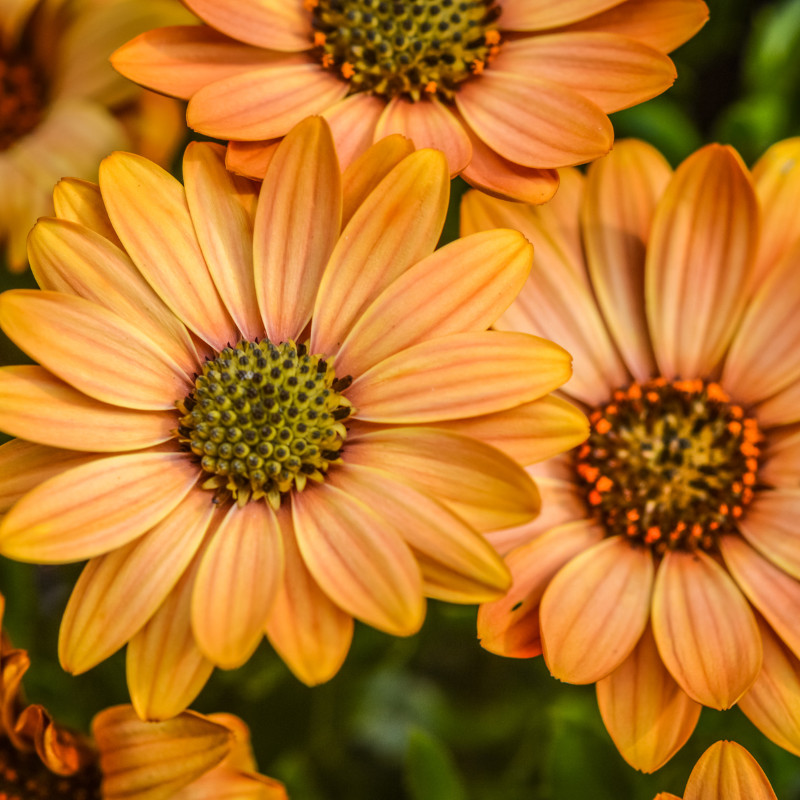 Daisy Seeds 125+ Seeds Daisy Flower, Flower Seeds, Annual Seeds, Garden Seeds