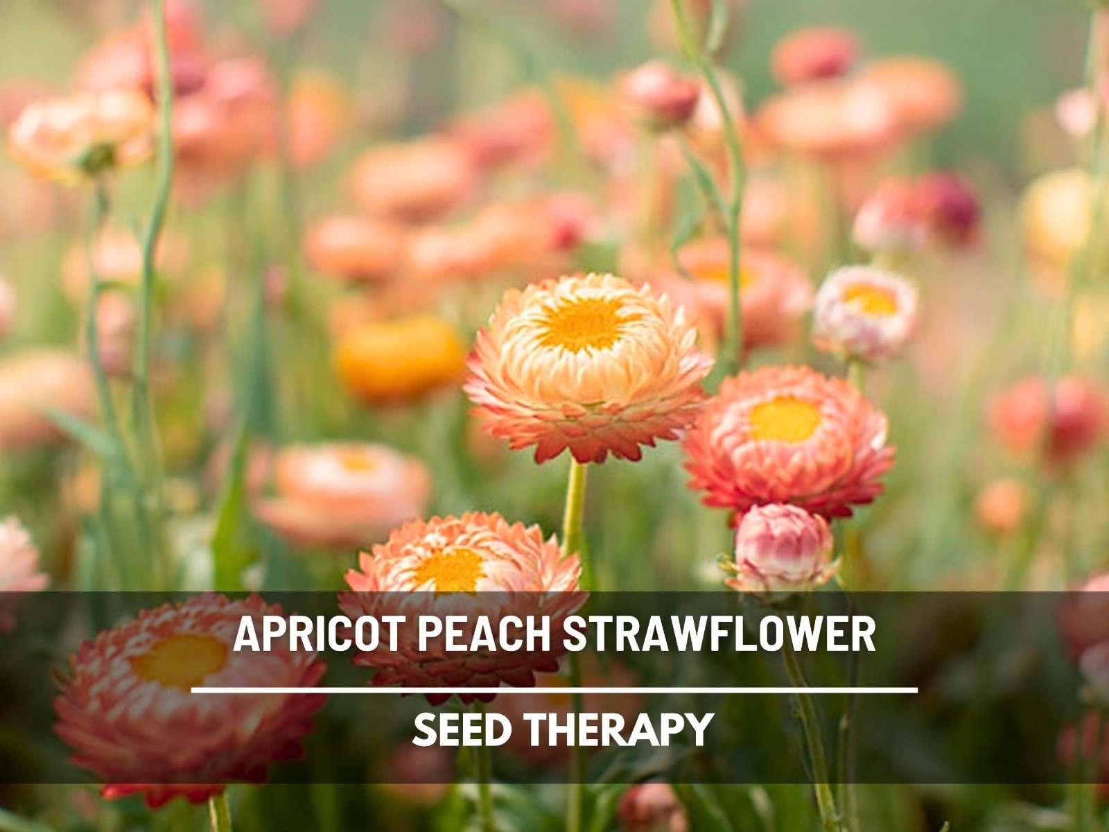 Apricot Peach Strawflower Seeds, Heirloom Cut Flower Favorite, USA Grown