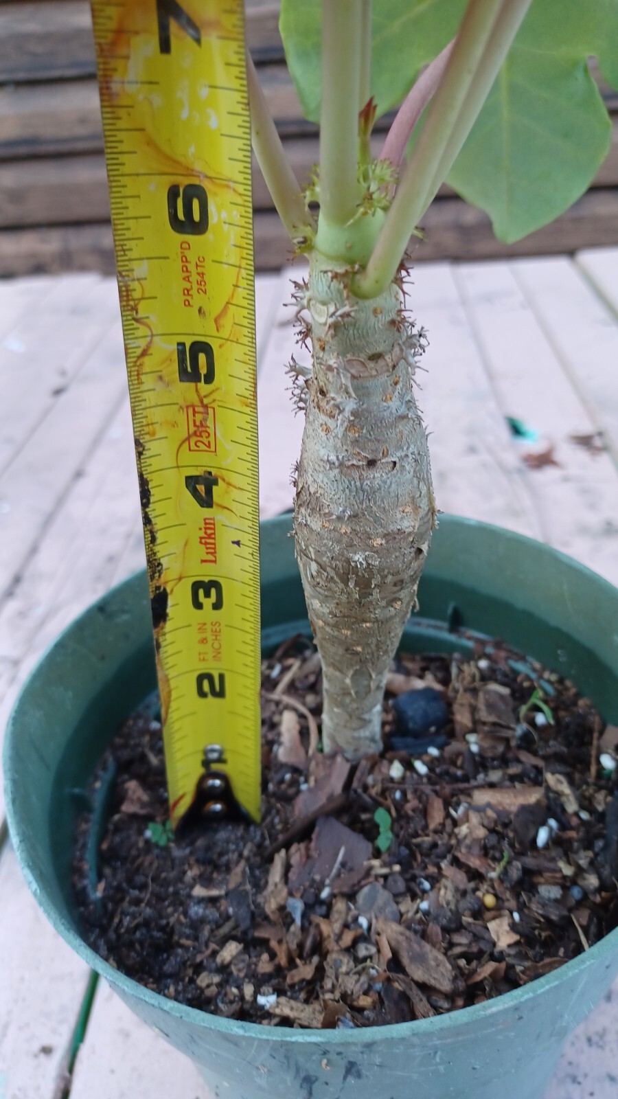 RARE! Buddha Belly Plant BONSAI BUTTERFLIES LOVE THESE !!!!!!