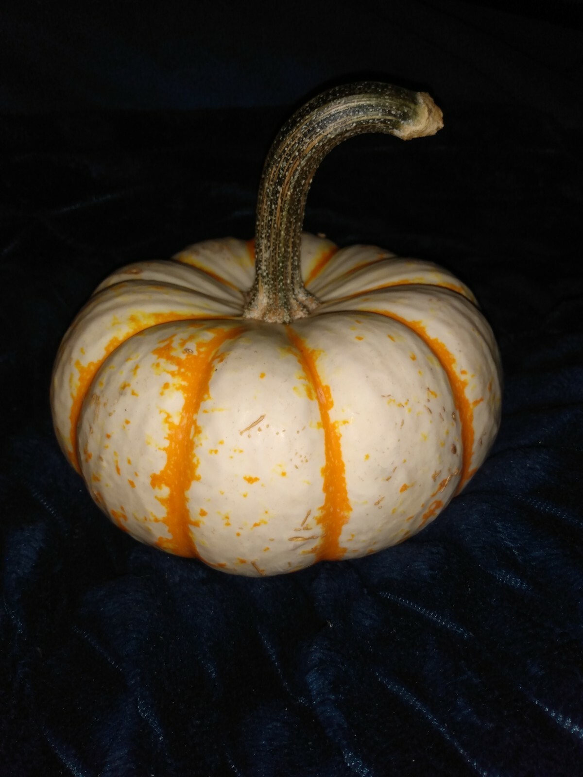 Mini Tiger pumpkin organic non-GMOPumpkin Seeds 10