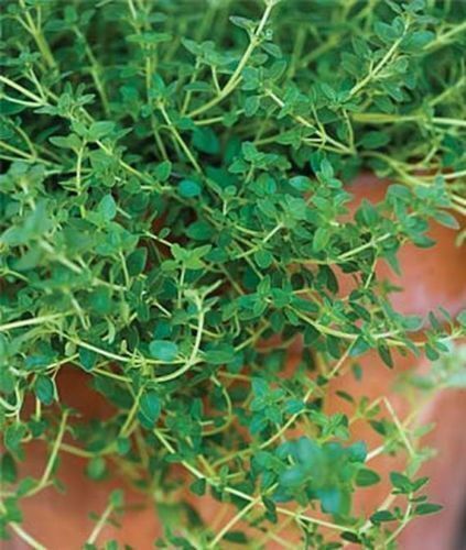 English Thyme Seeds, Thymus vulgaris, Organic, NON-GMO, Heirloom, FREE SHIPPING