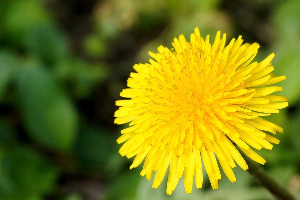500+ common Dandelion seeds