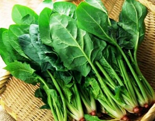 100+ PCS GIANT NOBLE SPINACH SEEDS, HẠT CẢI BÓ XÔI | HIGH GERMINATION |