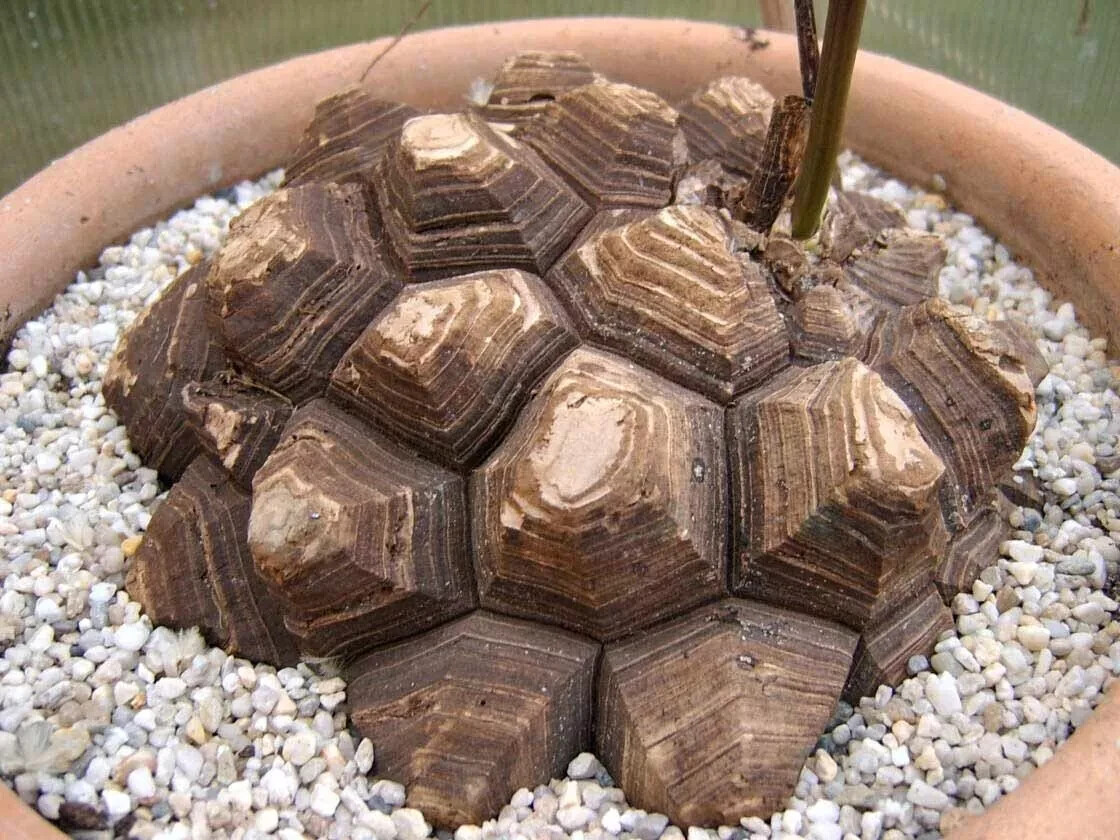 15 Fresh Dioscorea Elephantipes Seeds – High-Quality 2024 Fall Harvest