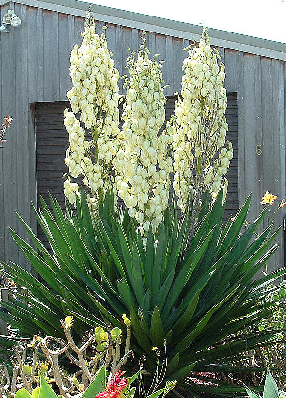 Yucca seeds