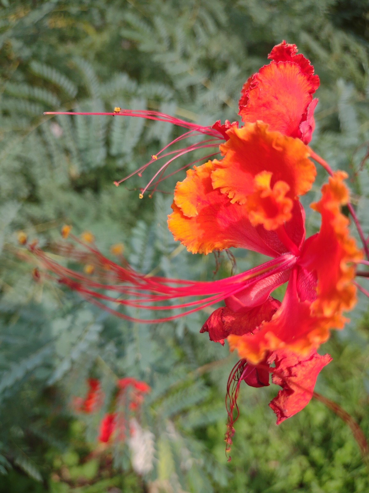 Pride of Barbados, Poinciana, Peacock flower, Red bird of paradise, 15 seeds