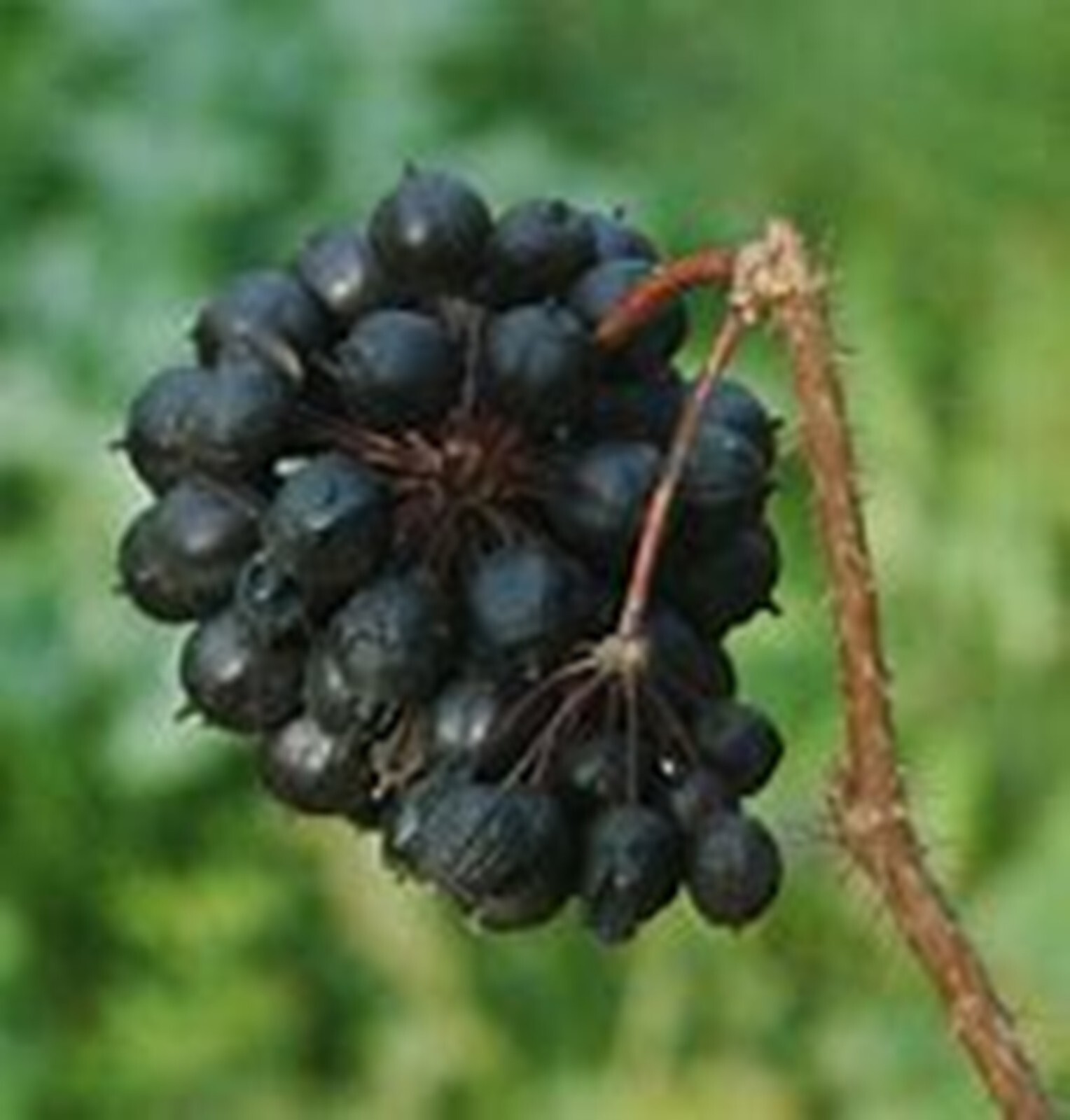 Siberian Ginseng Organic {Eleutherococcus senticosus} 20 seeds | Free Shipping!