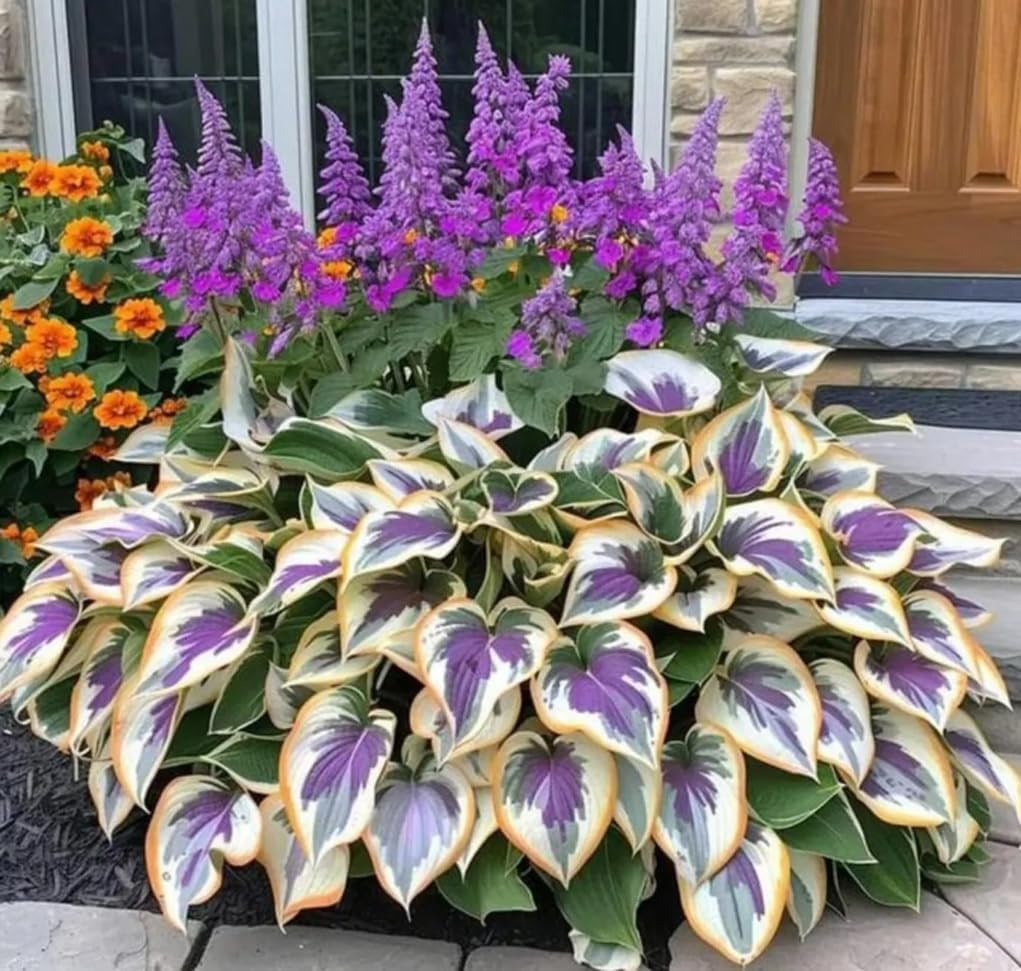 100PCS Heart-Shaped Hosta Seeds Perennial Shade Garden for Planting Outdoor Attr