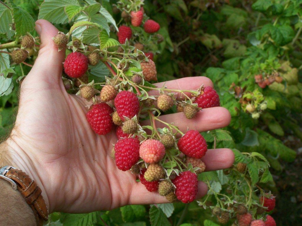 Jumbo Red Raspberry Bush Seeds – 12 Seeds- SWEET! COMBINED S/H See Our Store