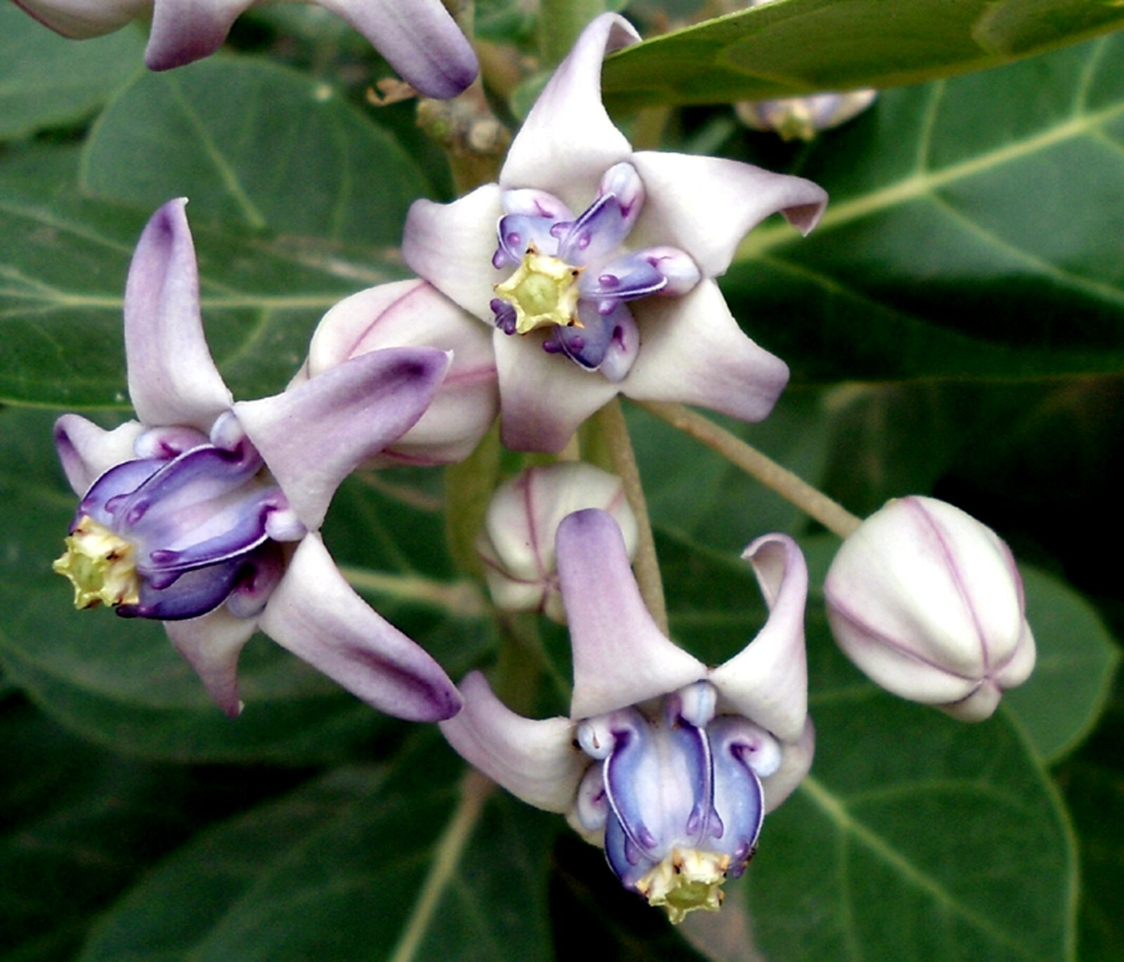 Calotropis Gigantea Shrub 10 Seeds, Giant Milkweed Crown Flower For Butterflies