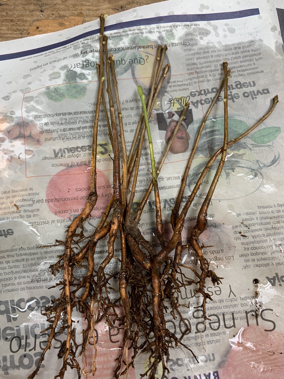 10 Ginkgo Biloba seedlings plants 1 y.o. oldest tree in the world. Bare Root