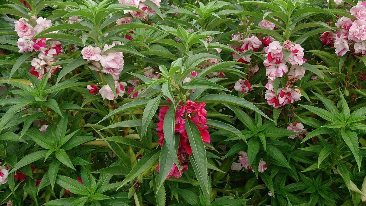 Seeds Balsam Camellia Flowered Mix – Impatiens balsamina – Annual Flowers for Pl