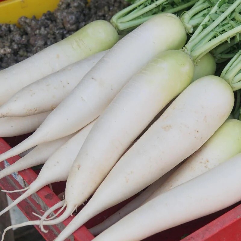 20 + Snow White Carrot Seeds / NON-GMO / Vegetable / Garden Panting / Organic