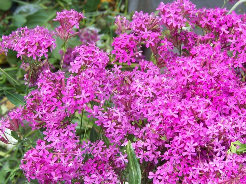 catchfly, BLOOMS IN 6 WEEKS, pink flower, 2000 seeds GroCo