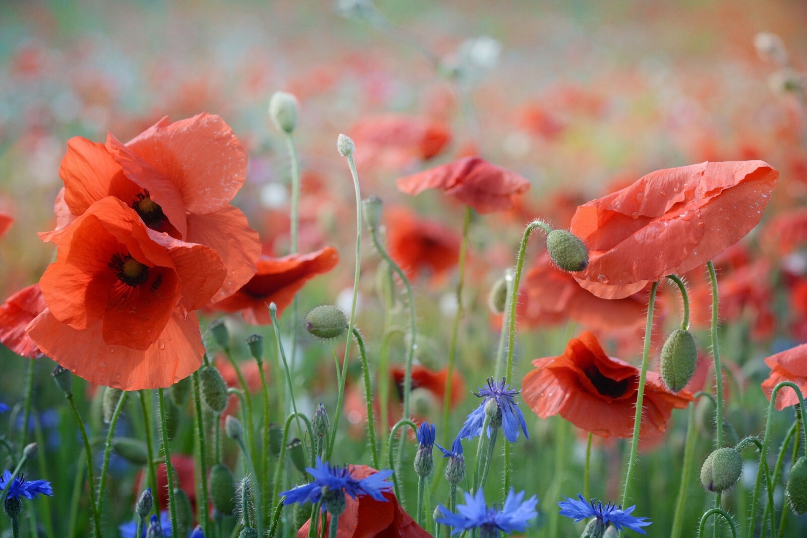 100 Seeds Pepperbox Poppy Multiple Colors Multi use plant