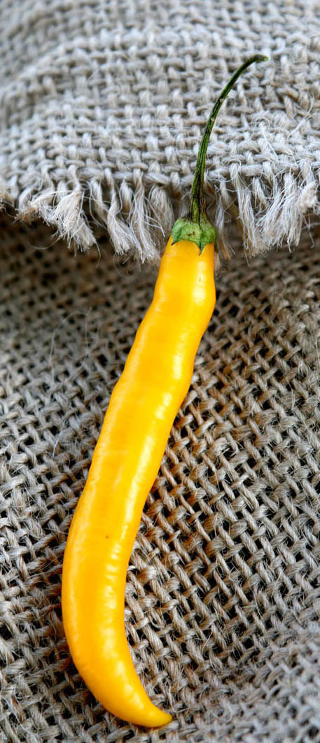 Andean Aji Capsicum Baccatum Gold Heirloom Pepper Premium Seed Packet