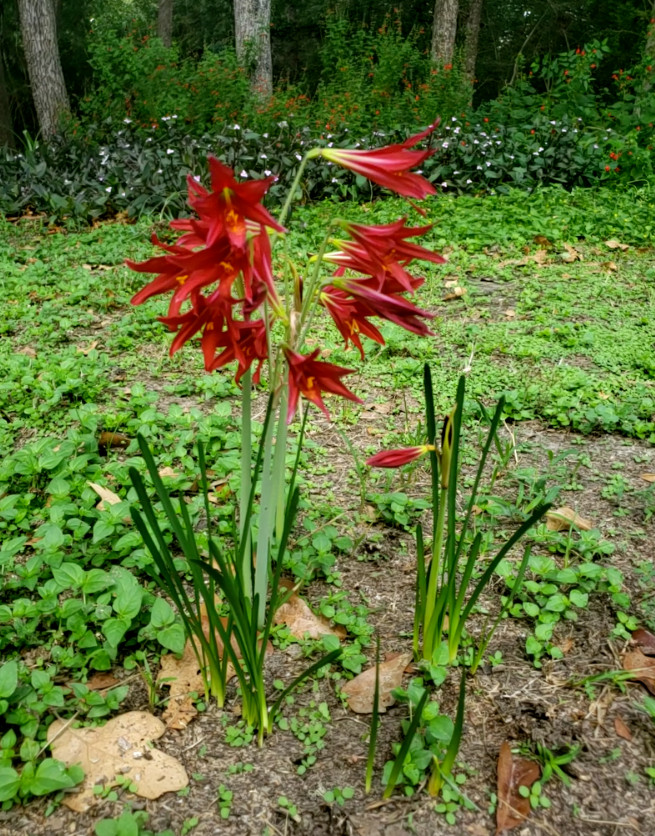 Oxblood Lily Bulbs Lilies Rain Schoolhouse Hurricane Rhodophiala bifida