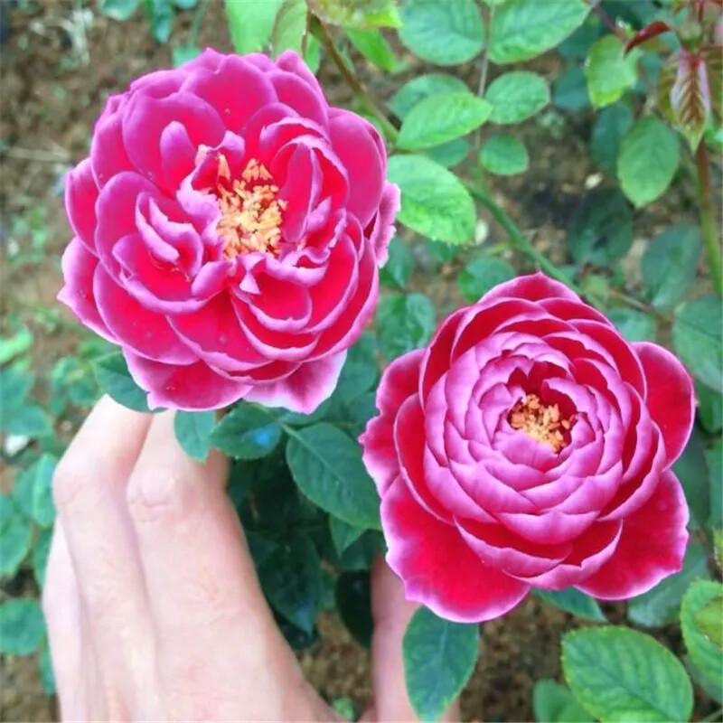 20 EXOTIC RARE ROSE SEEDS home garden flower plant bush diy sun Rosas hybrid USA