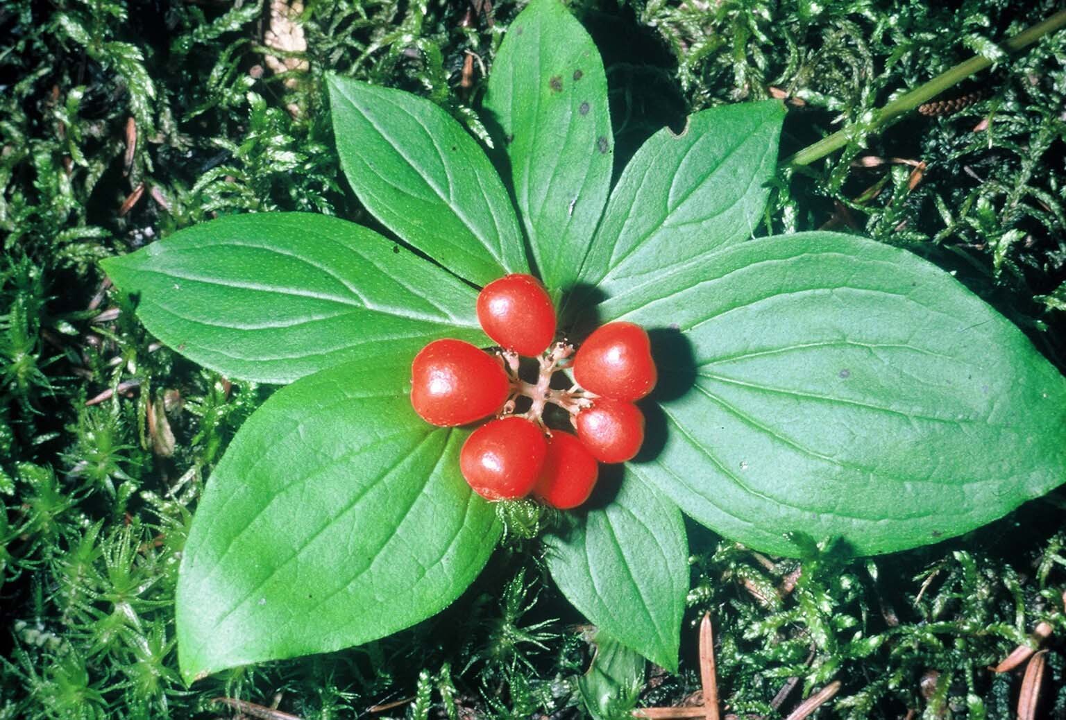 Creeping Dogwood, (Bunchberry), Cornus canadensis, Seeds (Showy, Edible)