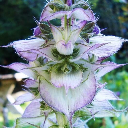 Clary Sage Seeds – 35 Seeds -Organic – Drought Tolerant – Non Gmo – S Sclarea