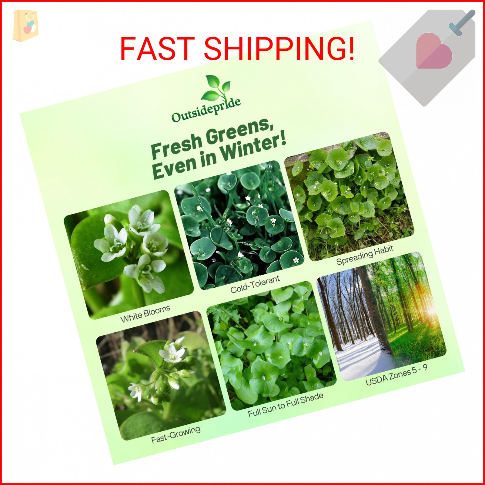 Outsidepride Winter Purslane Seeds for Planting – 5,000 Pcs Annual, Easy to Grow
