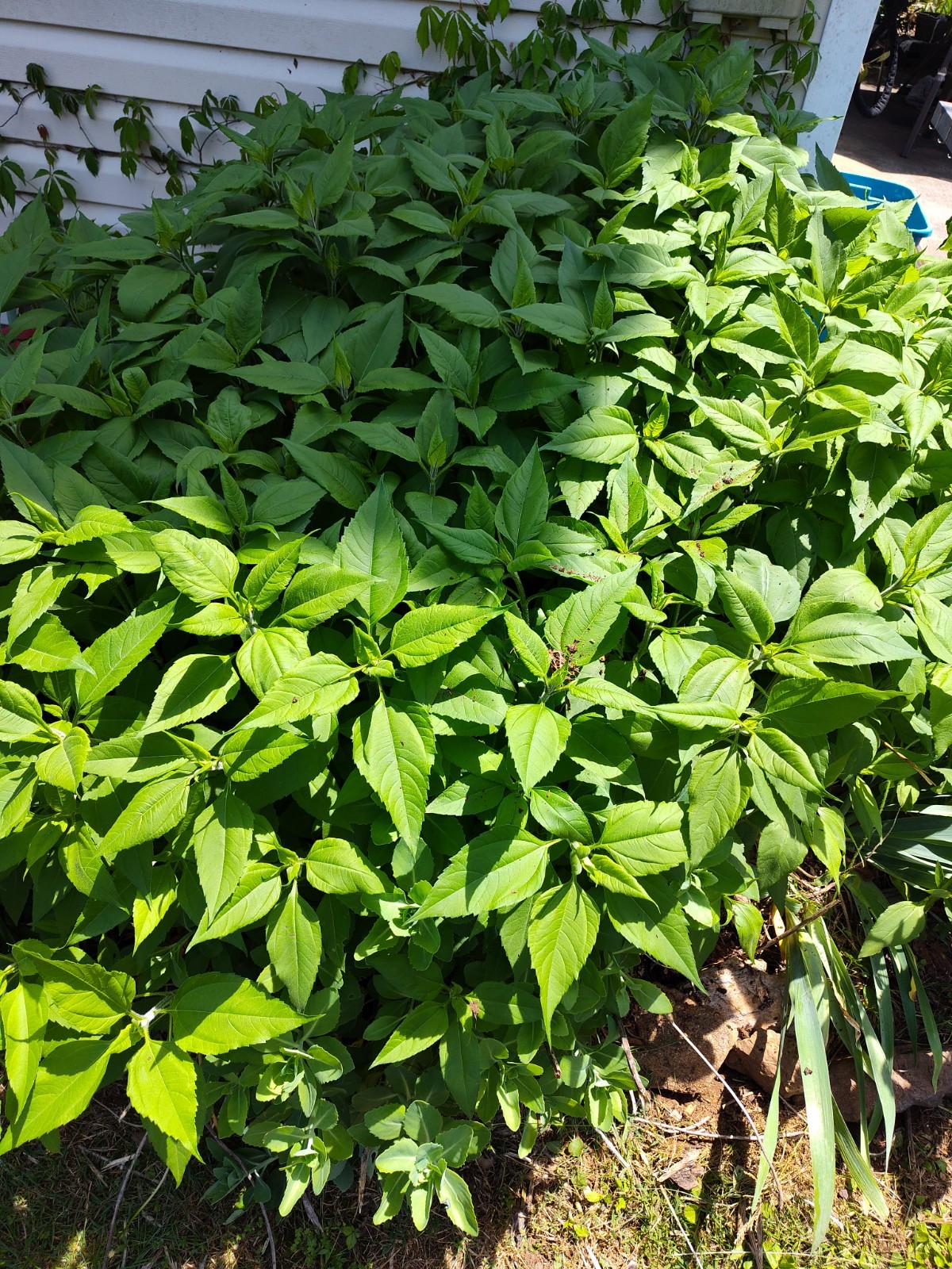 Jerusalem Artichokes tubers Sunchokes  10 starts freshly dug for planting