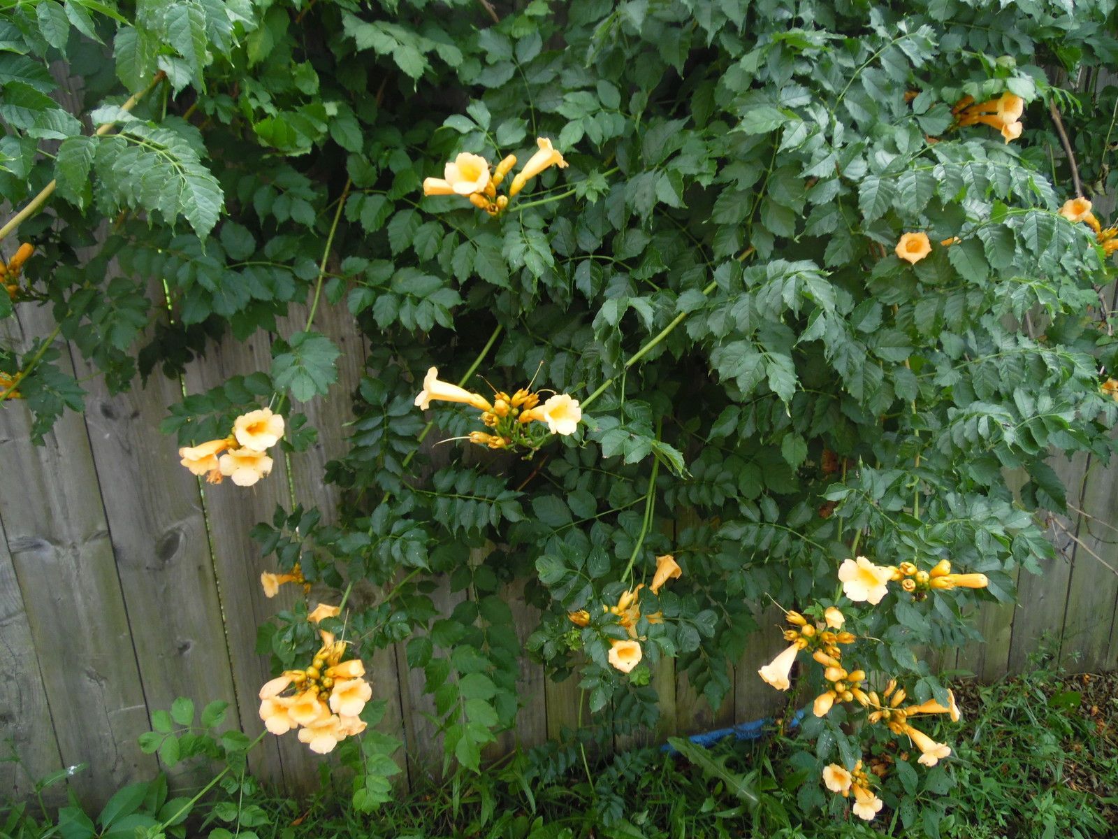 Hummingbird Trumpet Vine Mix – 25 Seeds Perennial – Hummingbirds Love It!