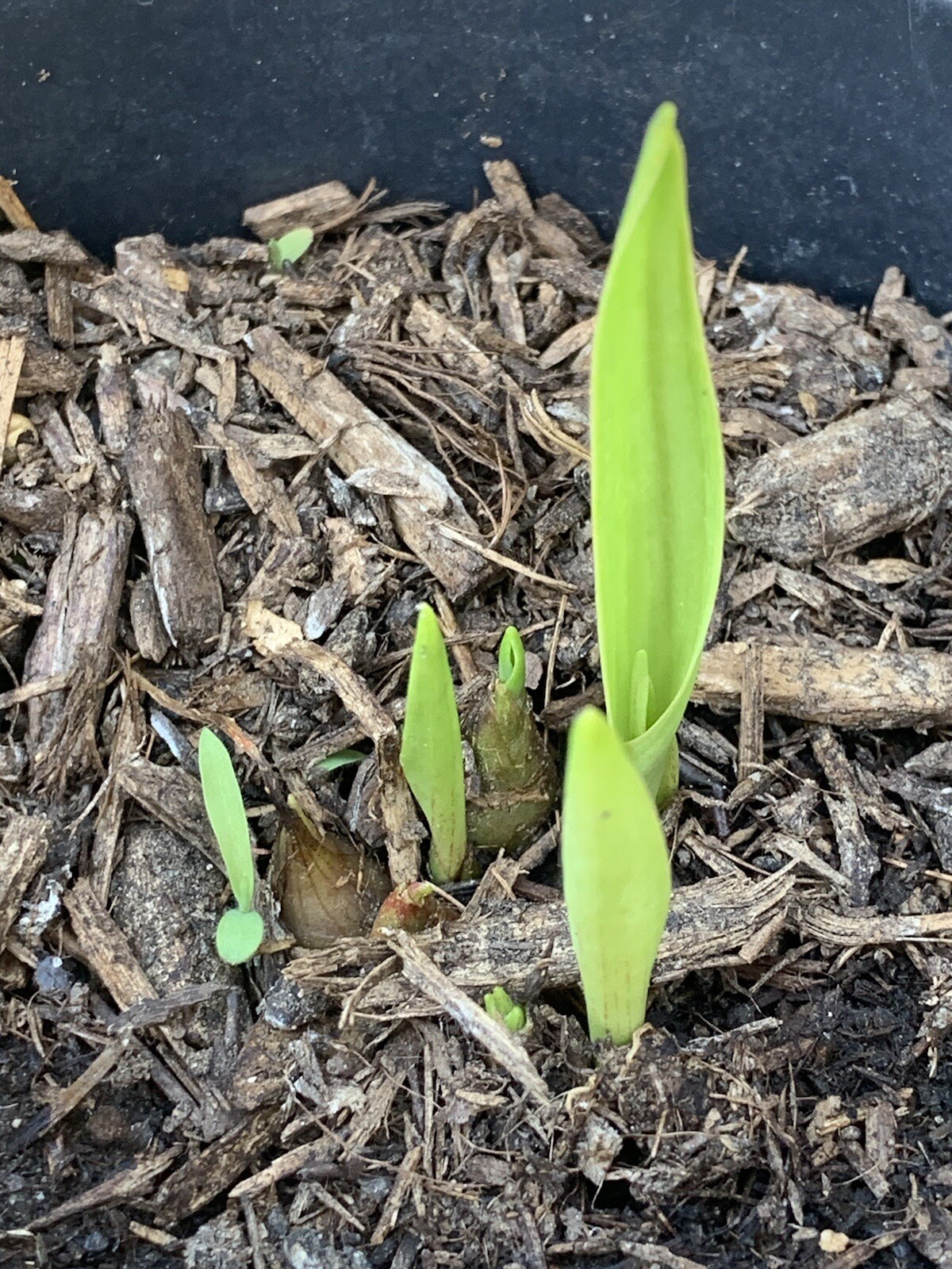 Tuberose Fragance 1 Clump,Bulbs 3+ Sz S/M Mixed, Rooted &Sprouted Ready To Plant