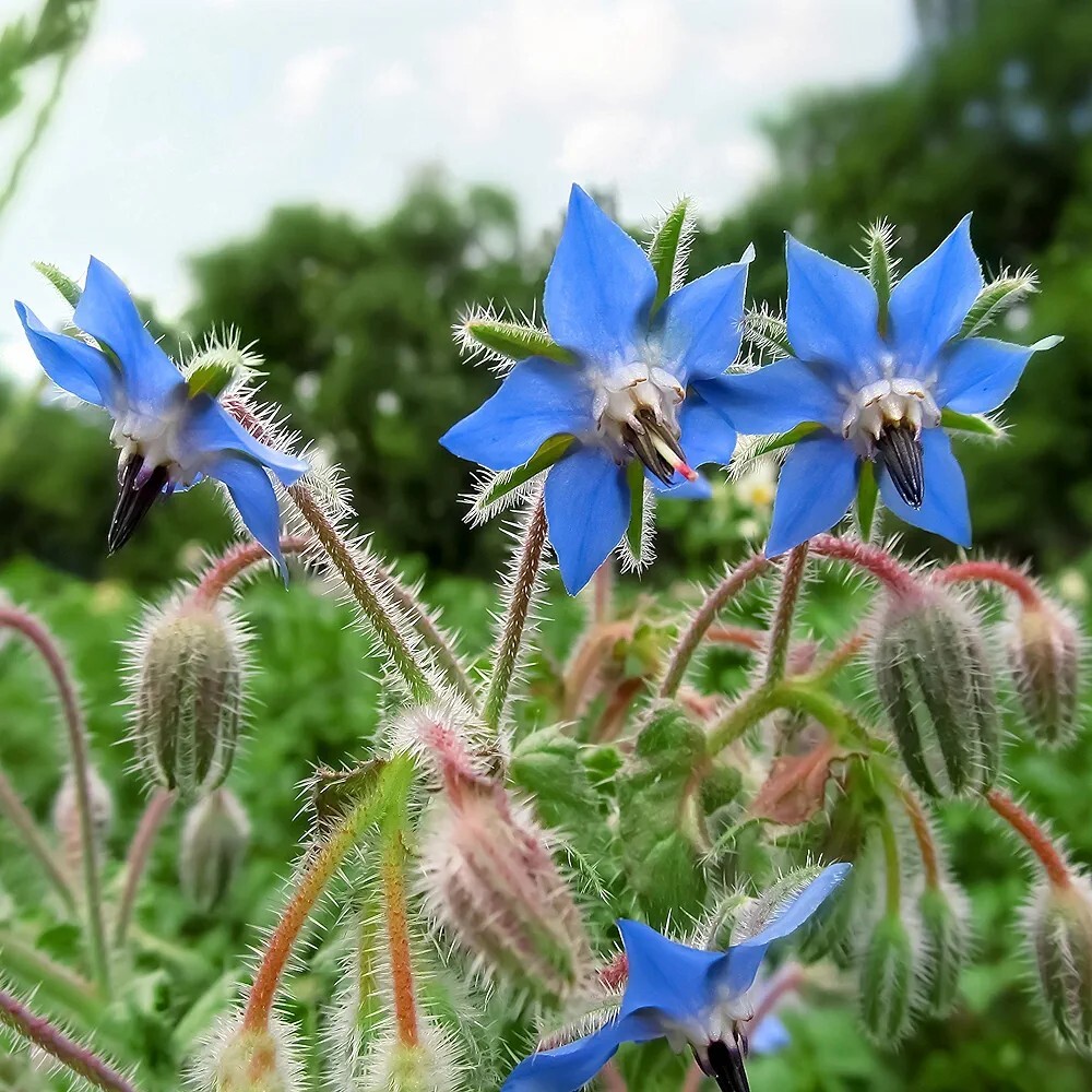 Borage (Borago officinalis) SEEDS
