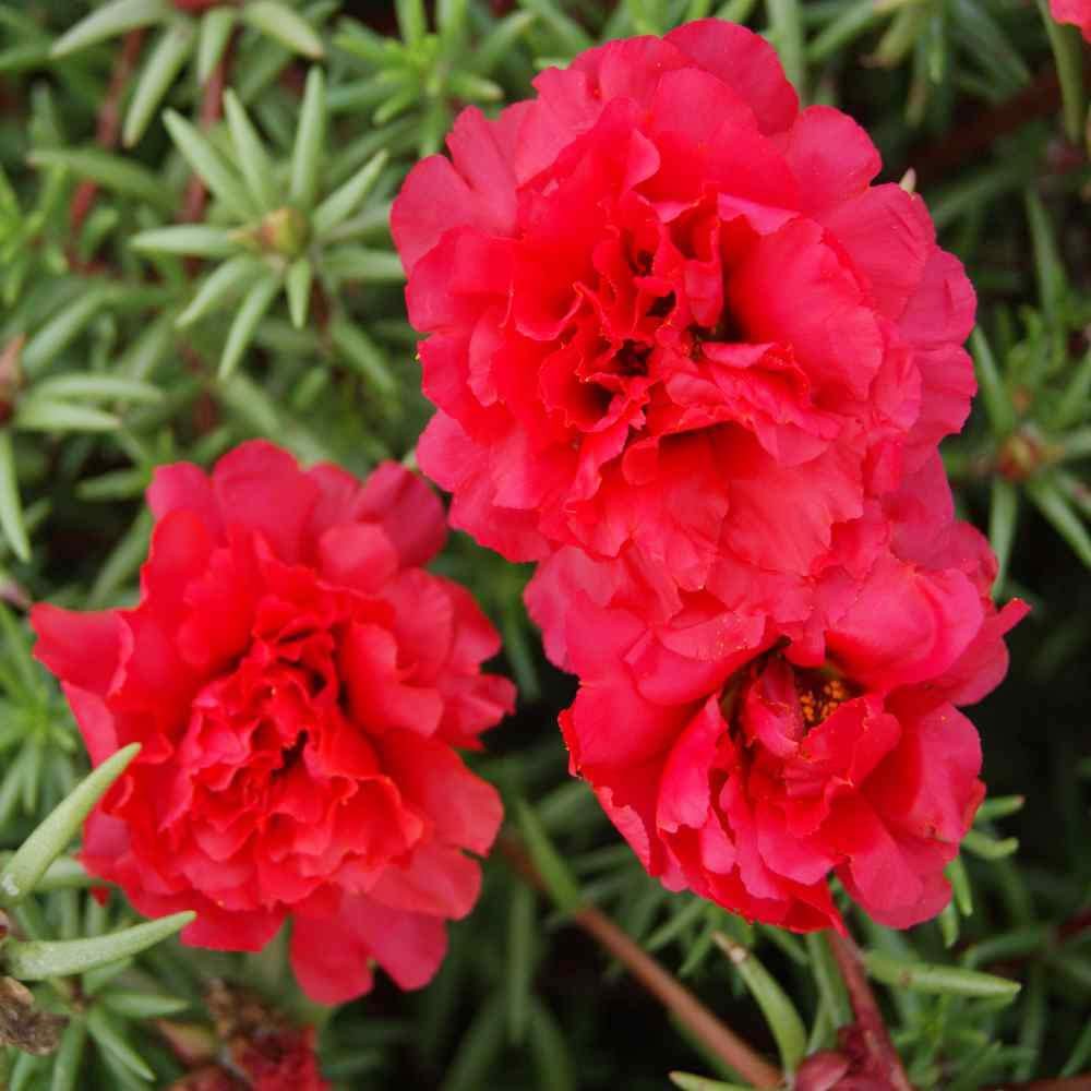 QAUZUY GARDEN Mixed Moss Rose Seeds 1000 Seeds ‘Portulaca Grandiflora’ Flower…